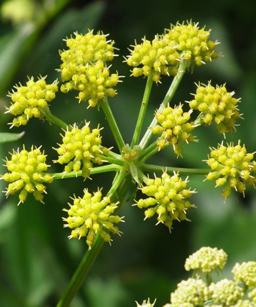 Levisticum officinale - vegeta